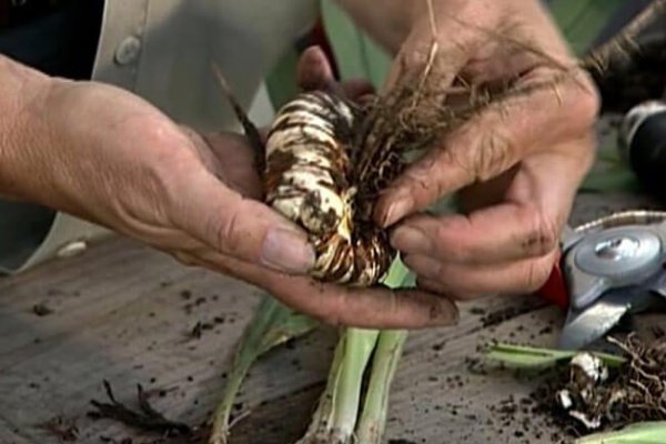 Кракен современный даркнет маркет плейс